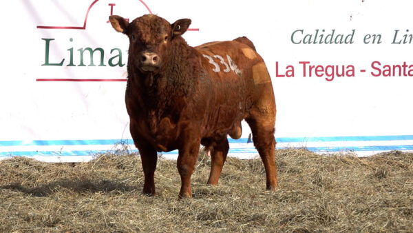 CORRAL 21 – MF. 334