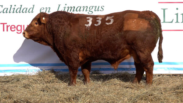 CORRAL 06 – MF. 335