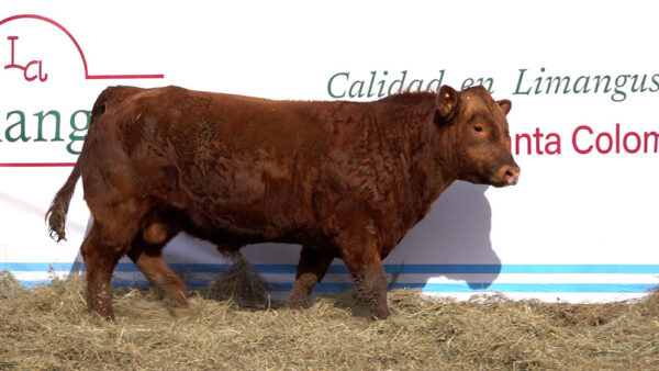 CORRAL 11 – MF. 336