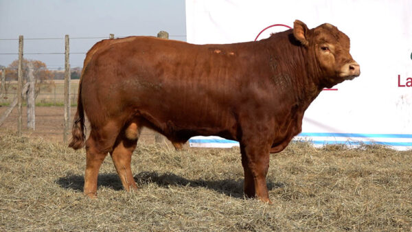 CORRAL 27 – MF. 337