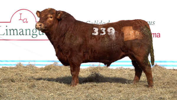 CORRAL 16 – MF. 339