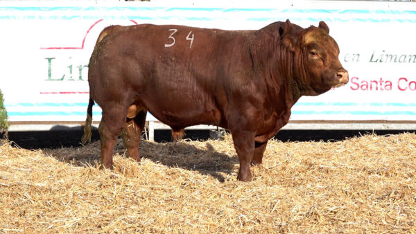 CORRAL 03 – MF. 34