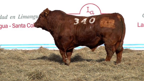 CORRAL 11 – MF. 340