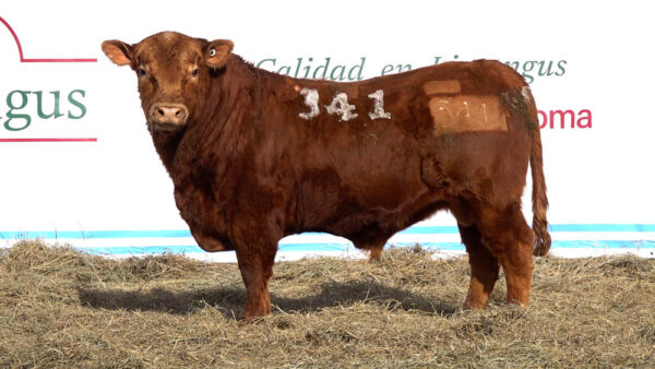 CORRAL 06 – MF. 341