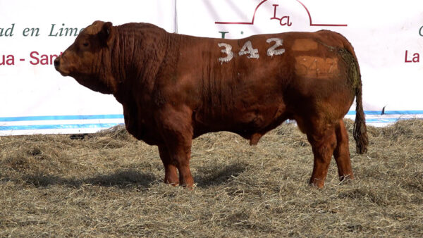 CORRAL 21 – MF. 342
