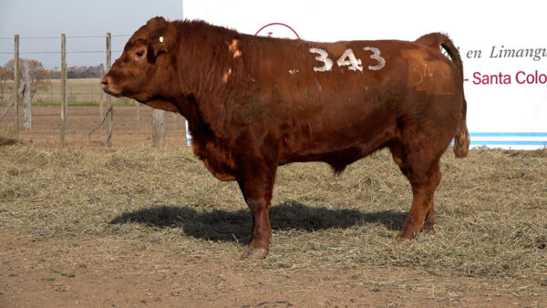 CORRAL 21 – MF. 343