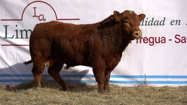 CORRAL 44 – MF. 344