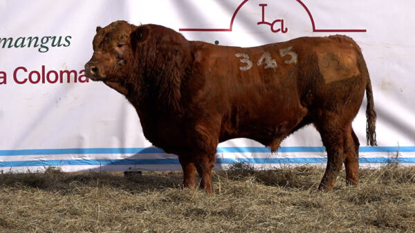 CORRAL 39 – MF. 345