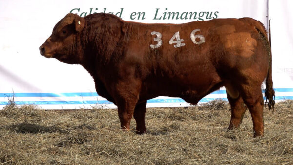 CORRAL 27 – MF. 346