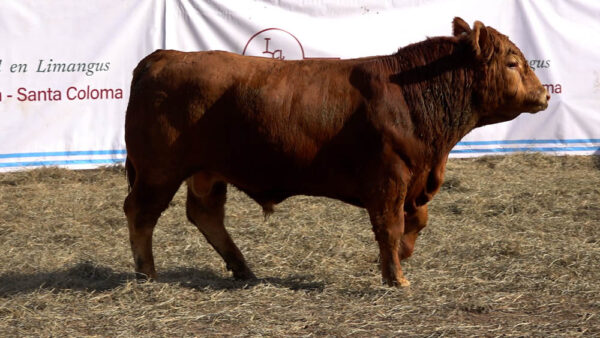 CORRAL 39 – MF. 347