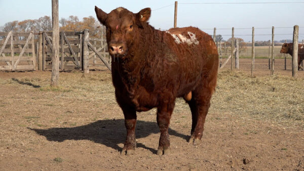 CORRAL 49 – MF. 348