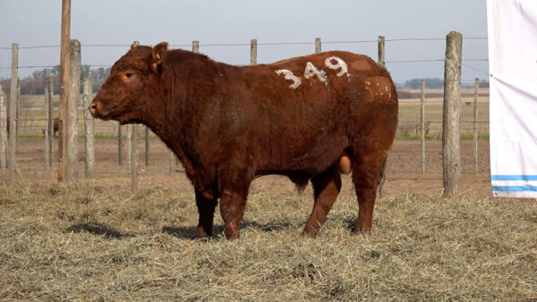 CORRAL 33 – MF. 349