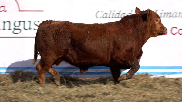 CORRAL 21 – MF. 350