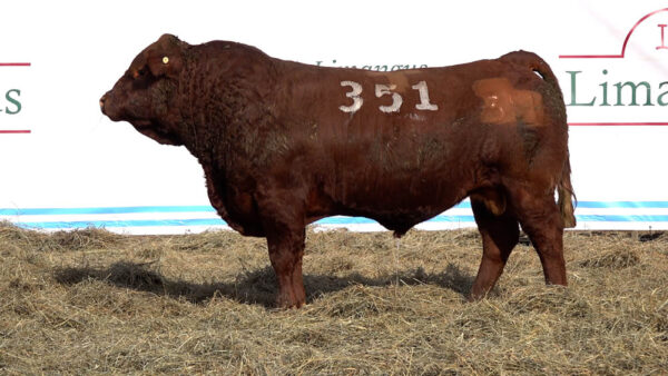 CORRAL 11 – MF. 351