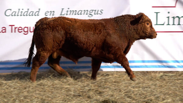 CORRAL 44 – MF. 353