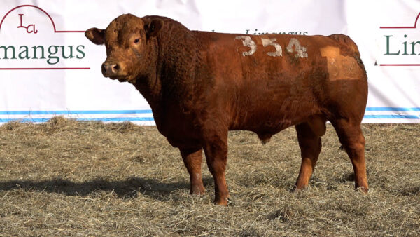 CORRAL 39 – MF. 354