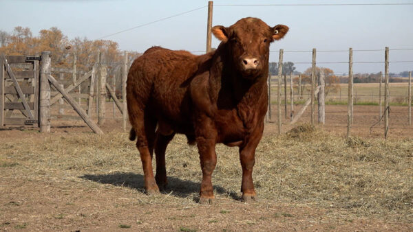 CORRAL 44 – MF. 355