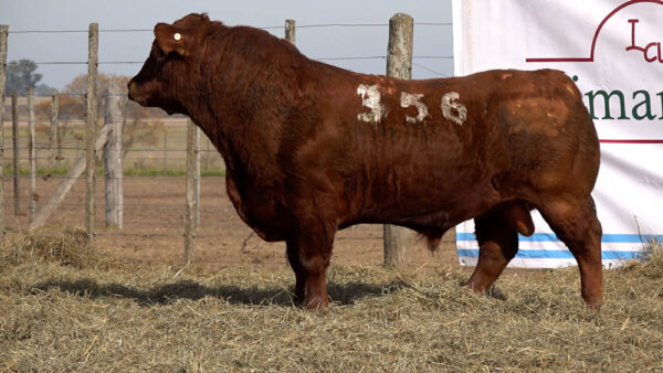 CORRAL 33 – MF. 356