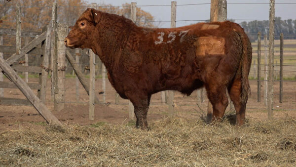 CORRAL 27 – MF. 357