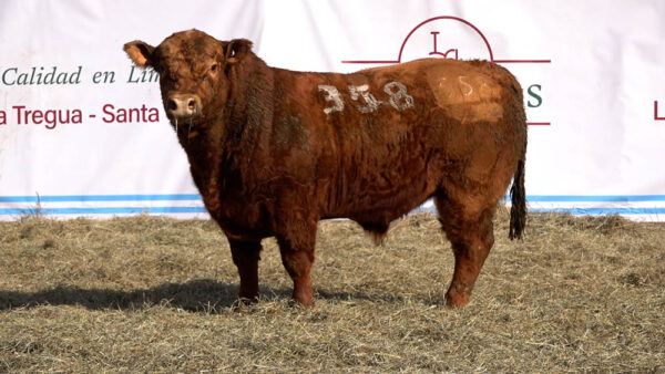 CORRAL 39 – MF. 358