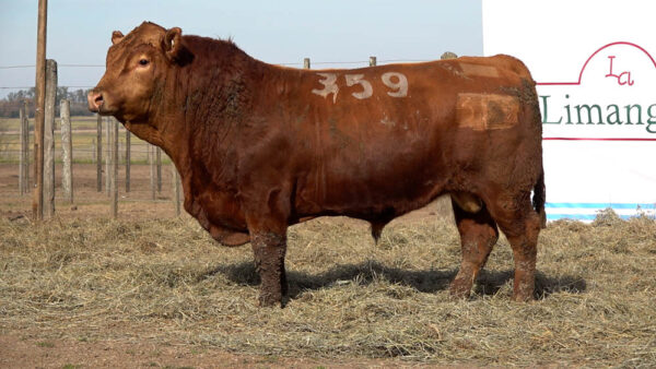 CORRAL 06 – MF. 359