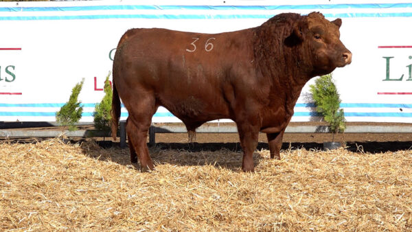 CORRAL 10 – MF. 36