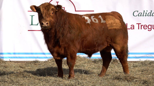 CORRAL 33 – MF. 361