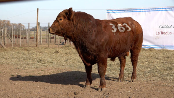 CORRAL 49 – MF. 363
