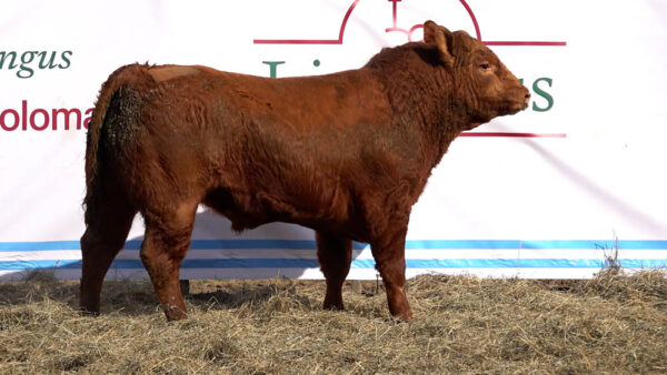 CORRAL 27 – MF. 366