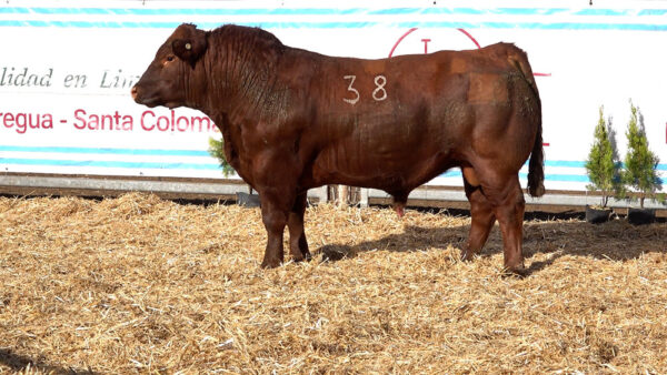 CORRAL 25 – MF. 38