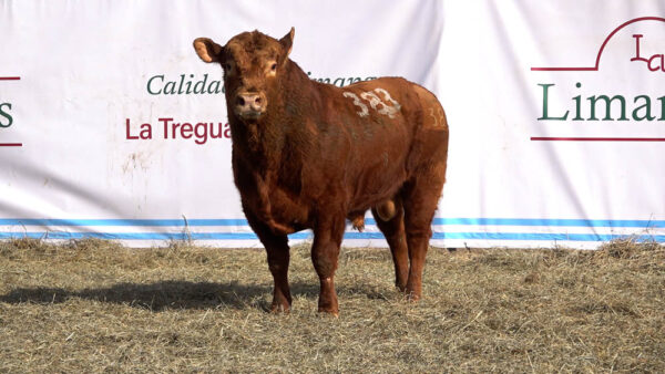 CORRAL 44 – MF. 383