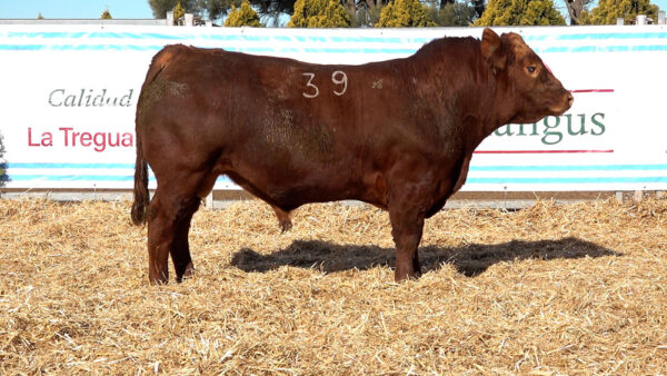CORRAL 34 – MF. 39