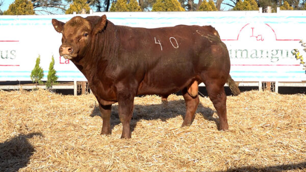 CORRAL 01 – MF. 40