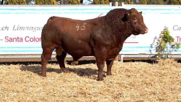 CORRAL 09 – MF. 43