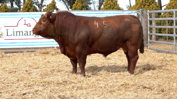 CORRAL 18 – MF. 45