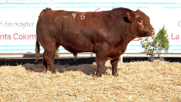 CORRAL 05 – MF. 46