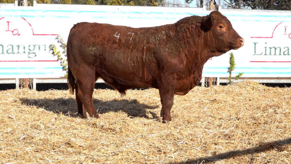 CORRAL 04 – MF. 47