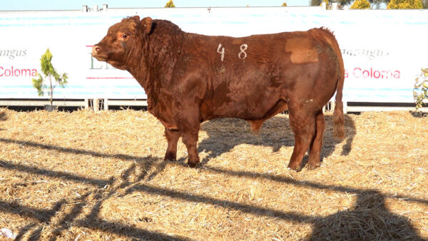 CORRAL 46 – MF. 48