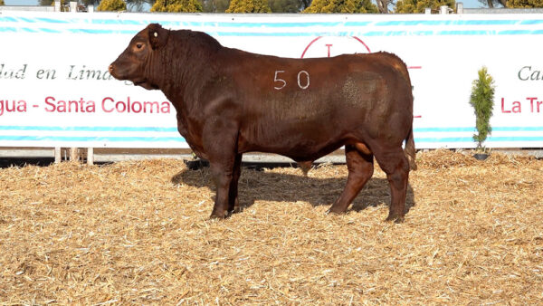 CORRAL 29 – MF. 50