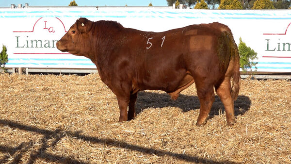 CORRAL 38 – MF. 51