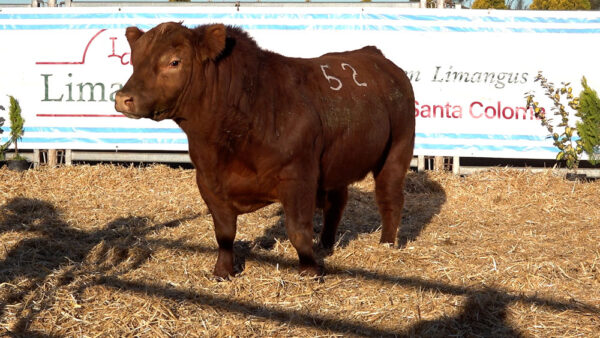 CORRAL 42 – MF. 52