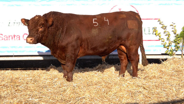 CORRAL 43 – MF. 54