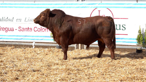 CORRAL 22 – MF. 57