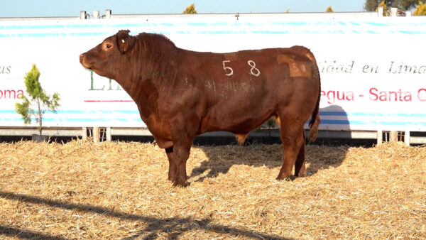 CORRAL 45 – MF. 58