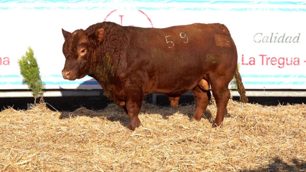 CORRAL 47 – MF. 59