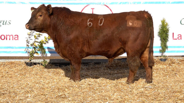 CORRAL 28 – MF. 60