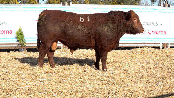 CORRAL 08 – MF. 61