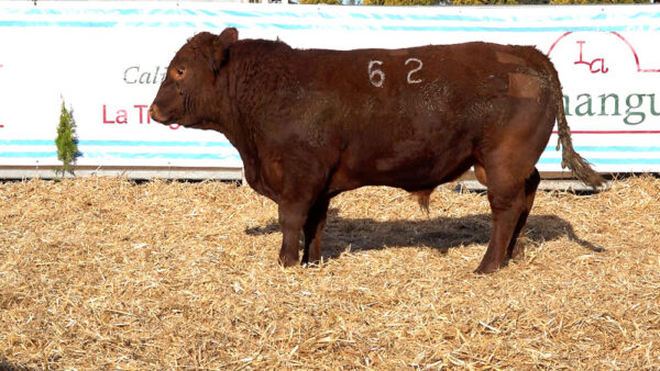 CORRAL 38 – MF. 62