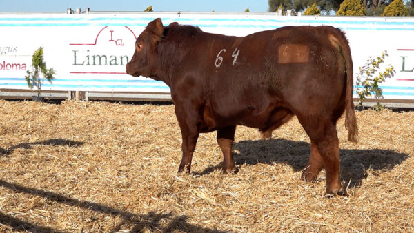 CORRAL 26 – MF. 64
