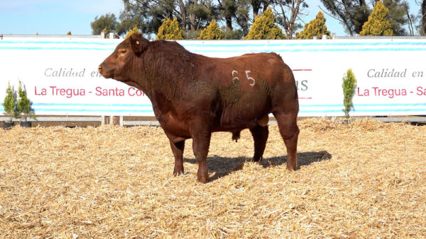 CORRAL 23 – MF. 65